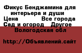 Фикус Бенджамина для интерьера и души › Цена ­ 2 900 - Все города Сад и огород » Другое   . Вологодская обл.